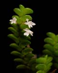 Angraecum distichum